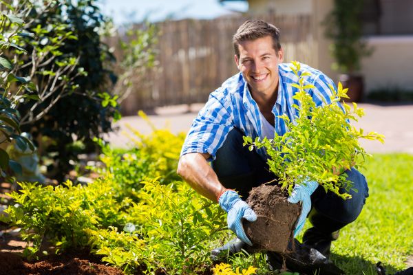Bush Planting Service in Summerfield