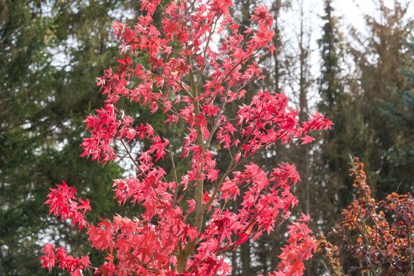 Japanese Maple Planting in Summerfield