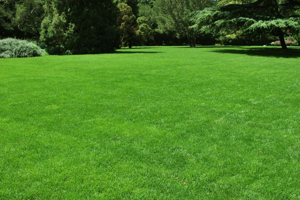 Lawn Landscaping in Summerfield