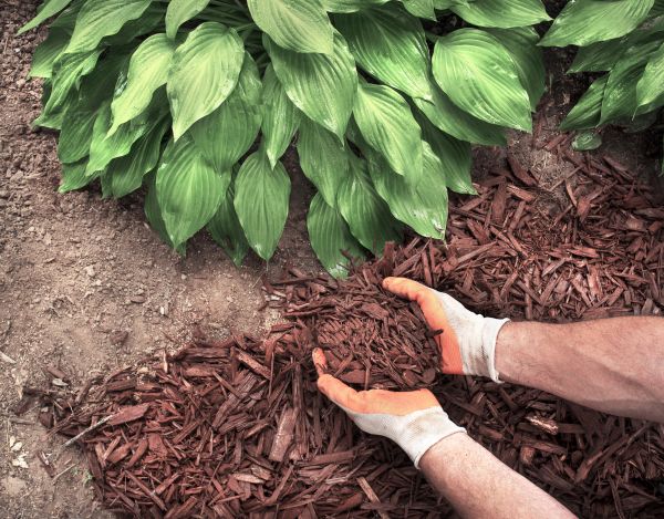 Shredded Mulch Service in Summerfield
