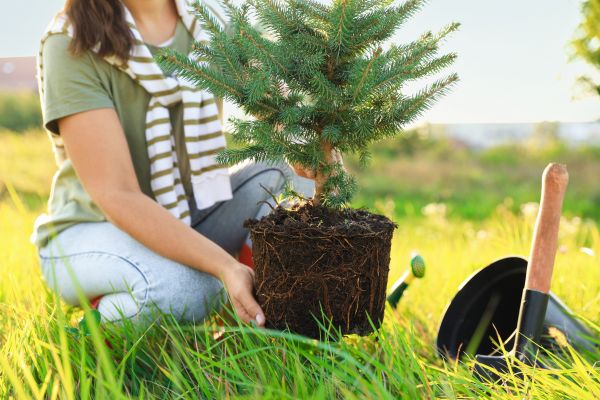 Spruce Tree Planting in Summerfield
