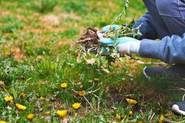 Flower Bed Clearing in Summerfield