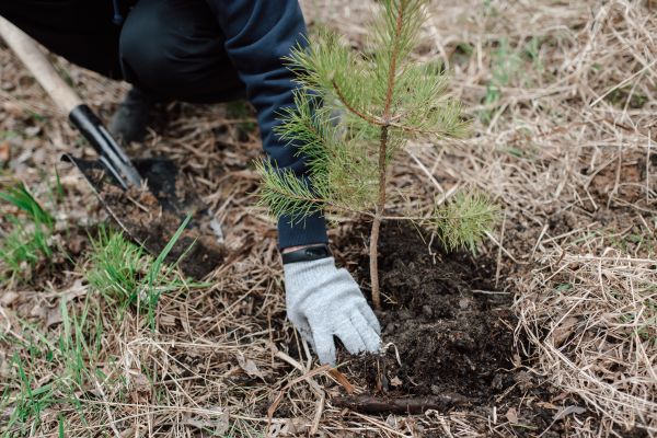 Pine Tree Planting in Summerfield