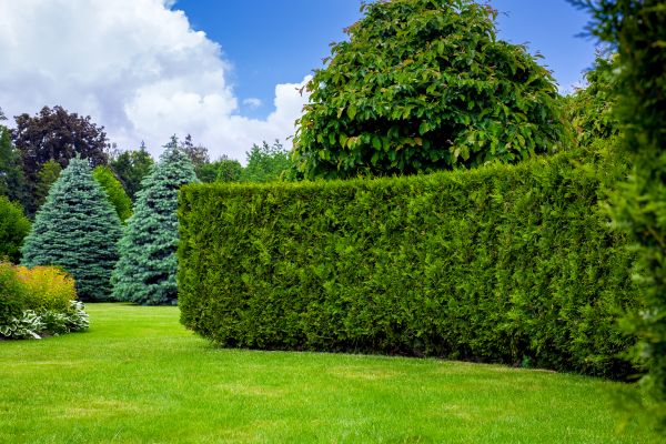 Hedge Landscaping in Summerfield