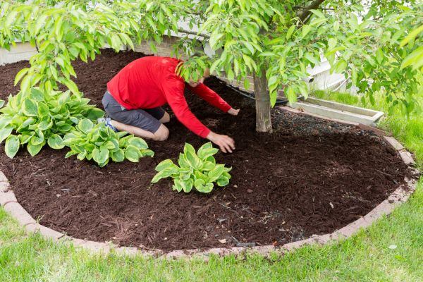 Soil Mulching