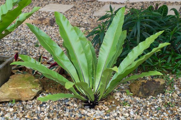 Pea Gravel Installation in Summerfield
