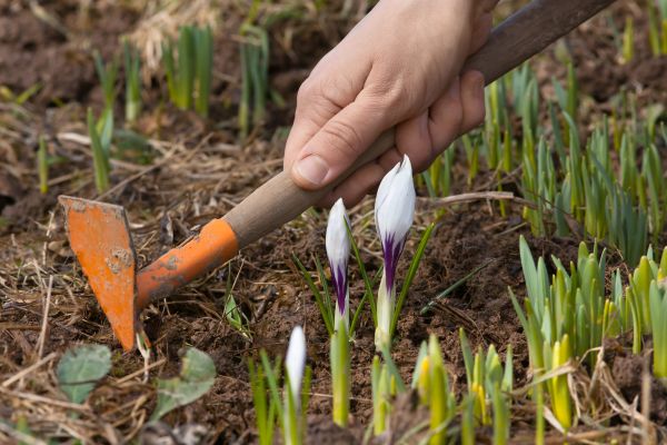 Flower Garden Weeding in Summerfield