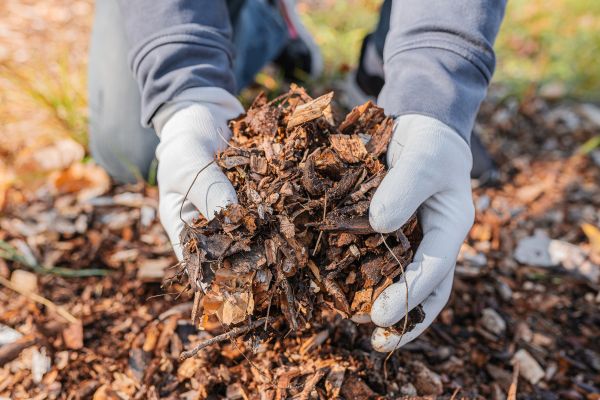 Shredded Mulch Installation in Summerfield