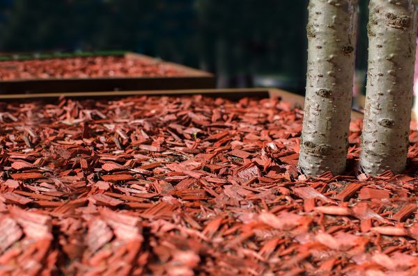 Red Mulch Laying