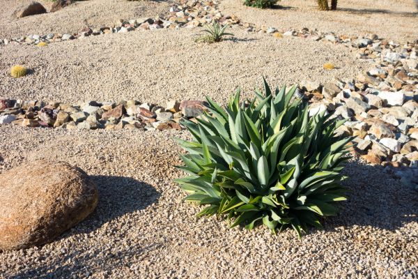 Xeriscaping Service in Summerfield