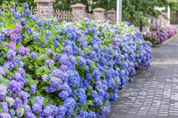 Hydrangea Landscaping in Summerfield