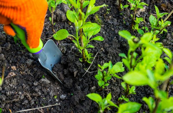 Hydrangea Planting in Summerfield