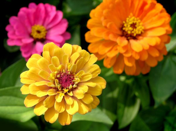 Zinnia Planting in Summerfield