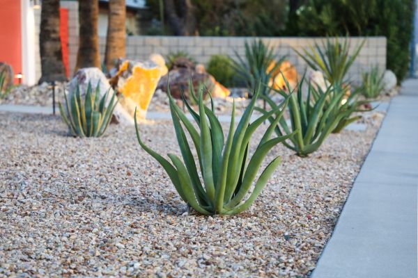 Drought Resistant Landscaping in Summerfield