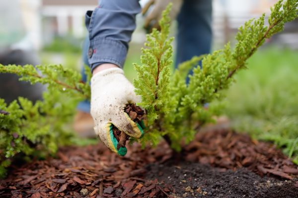 Church Mulching in Summerfield